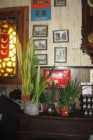 2017-08-25 Mijn Sansevieria en ik 02 2017-08-25 Mijn Sansevieria en ik 02